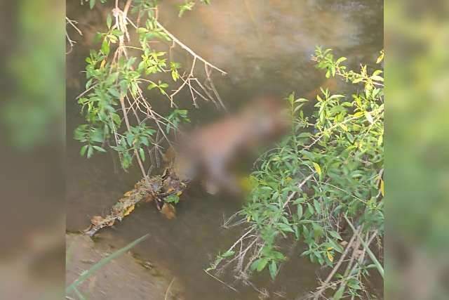 Mulher morta em c&oacute;rrego usava drogas desde 2018
