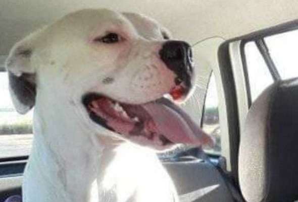 Defensoria consegue que &ldquo;guarda&rdquo; de cachorra seja compartilhada por &ldquo;ex-casal&rdquo;