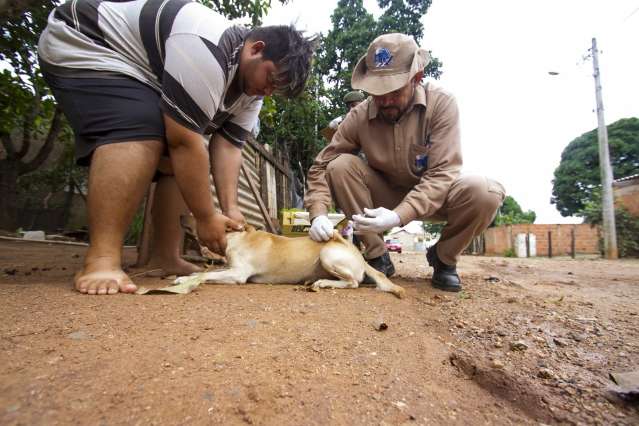 Dia D tamb&eacute;m para pets inicia meta de vacina antirr&aacute;bica em 35 mil animais