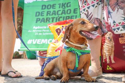 Evento arrecada ração para cães e gatos em abrigos da Capital