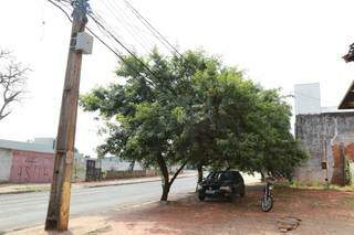 Precisando podar ou remover &aacute;rvores? Saiba quem acionar em cada situa&ccedil;&atilde;o