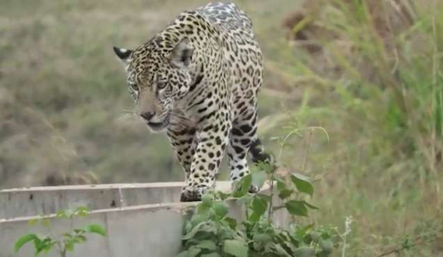 Fugindo do fogo, on&ccedil;as s&atilde;o vistas com mais frequ&ecirc;ncia em estradas no Pantanal