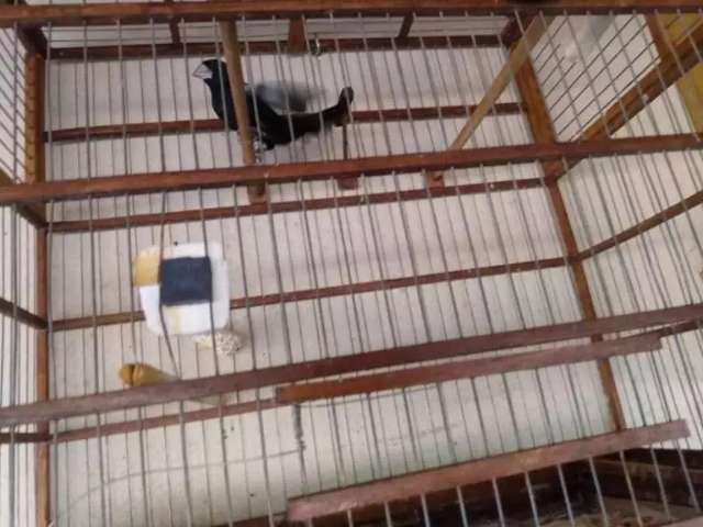 Multa cai 92% e homem que capturou aves em extin&ccedil;&atilde;o paga R$ 5 mil em acordo