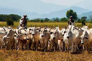 Rebanho bovino em MS cai, mas Estado ainda ostenta 5&ordm; lugar no Brasil