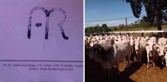 Pecuarista oferece R$ 15 mil de recompensa para recuperar gado furtado