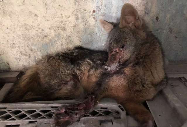 Lobinho &eacute; resgatado ap&oacute;s aparecer em oficina mec&acirc;nica com larvas no corpo