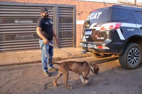 Cachorros s&atilde;o encontrados abandonados e desnutridos em casa no Jos&eacute; Abr&atilde;o
