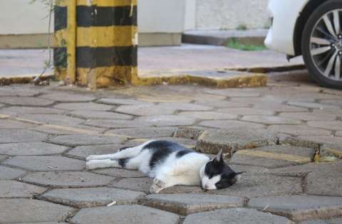 Ameaçado de morte, gato Frajola leva polícia a condomínio no Tiradentes
