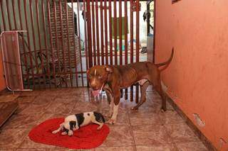 Cachorros s&atilde;o encontrados abandonados e desnutridos em casa no Jos&eacute; Abr&atilde;o