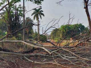 Árvore que caiu sobre a rede elétrica. (Foto: Divulgação)