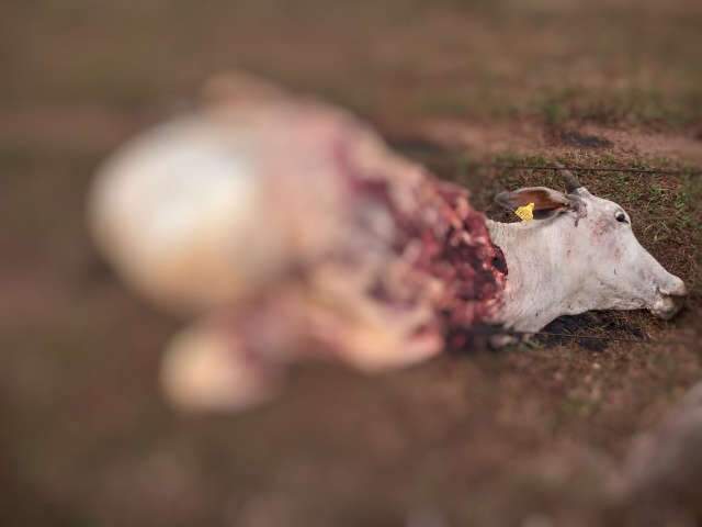 Ladr&otilde;es matam gado e roubam carne em Bela Vista
