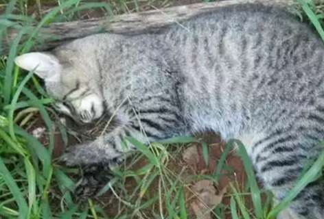 Cerca de 15 gatos morrem de uma vez e pol&iacute;cia investiga envenenamento