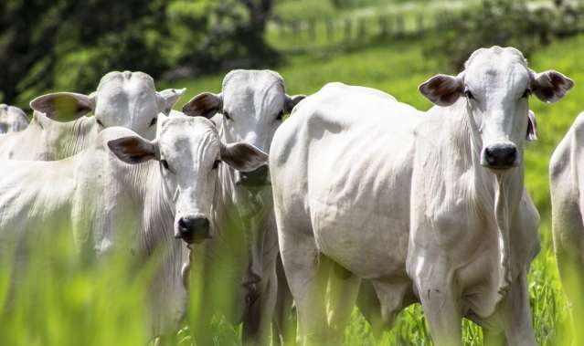 Manejo de pastagem e da recria aceleram recuperação dos animais