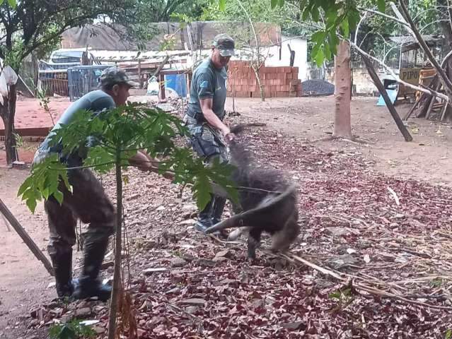 Tamandu&aacute;-bandeira &ldquo;invade&rdquo; quintal de casa em busca de comida