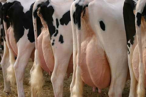 Preço do leite ao produtor sobe 6% neste ano, mas custos de produção avançam 14%