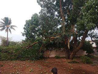 Árvore caiu em cima de uma residência. Nenhum morador ficou ferido (Foto: Perfil News)