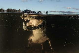 Jacaré foi fotografado na linha d&#39;água no Pantanal, na região da Nhecolândia. (Foto: Luciano Candisani)