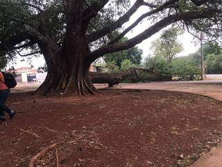 Parte de figueira centenária veio ao chão na manhã desta segunda-feira. (Foto: Bruna Marques)