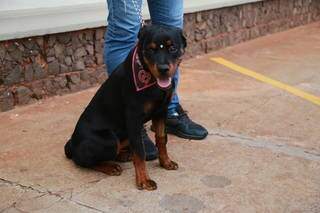 Donos de cães buscam bênção de santo para proteção de pets Donos de cães buscam bênção de santo para proteção de pets