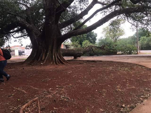 Galho de figueira centen&aacute;ria cai, fecha rua e deixa bairro sem luz