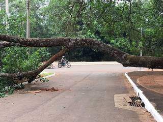 Galho fechou a Rua Yanomani e prefeitura fará remoção da árvore. (Foto: Bruna Marques)