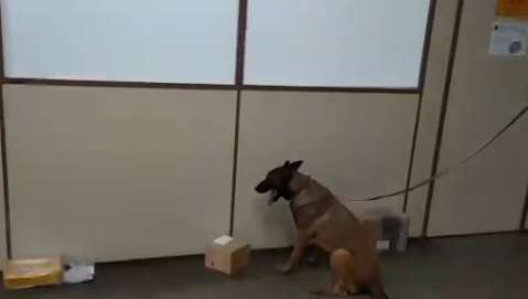 Cães encontram maconha em encomendas que iriam da Capital para 8 estados 