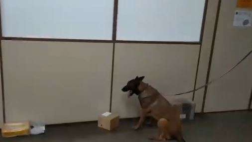 C&atilde;es encontram maconha em encomendas que iriam da Capital para 8 estados 
