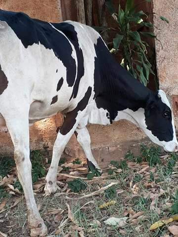 Moradores amea&ccedil;am &quot;carnear&quot; vacas soltas e CCZ recolhe animais