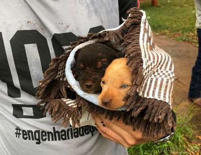 Após “pedido de socorro” de cadela, filhotes são resgatados de buraco