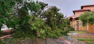 Árvore interditou avenida no Carandá Bosque. (Foto: Direto das Ruas)