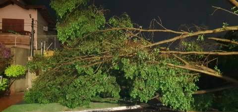 Temporal inundou ruas e derrubou 17 árvores em vários bairros da Capital 