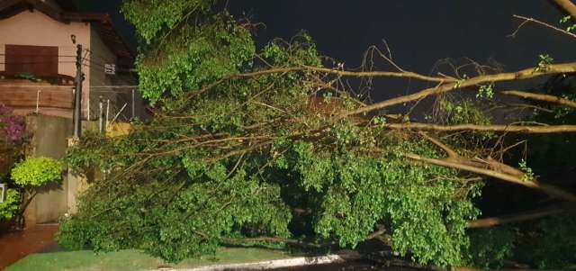 Temporal inundou ruas e derrubou 17 &aacute;rvores em v&aacute;rios bairros da Capital 