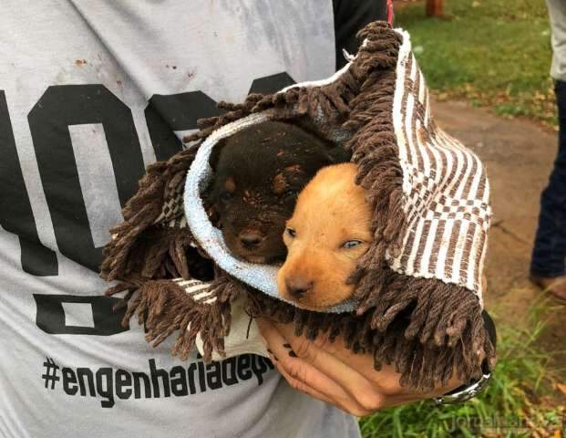 Ap&oacute;s &ldquo;pedido de socorro&rdquo; de cadela, filhotes s&atilde;o resgatados de buraco