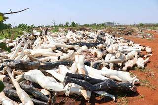 Centenas de manequins foram jogados em terreno perto da Avenida Nasri Siufi. (Foto: Henrique Kawaminami)