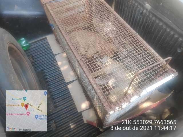 Mulher &eacute; presa por deixar 2 cachorros presos em gaiola e um preso em carroceria