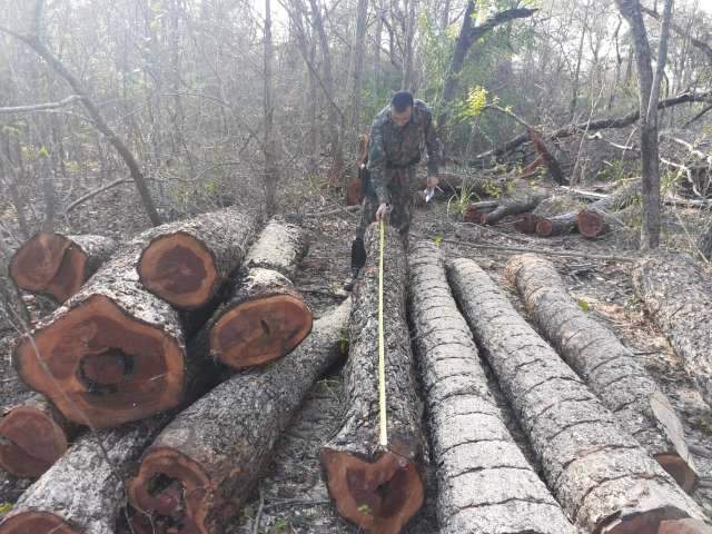 Assentado &eacute; multado em R$ 16 mil por explora&ccedil;&atilde;o ilegal de madeira