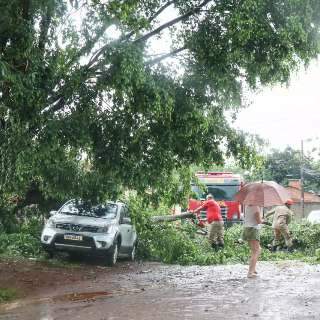 Rajadas de até 48 km/h derrubam árvore sobre carro e causam prejuízos