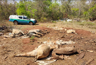 Carcaça de gado era descartada em área de reserva legal. (Foto: Divulgação/PMA)