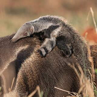 Filhote de tamanduá-bandeira no colo da mãe. (Foto: Edir Alves)