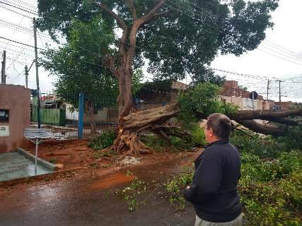 Domingo tem operação para retirar árvores e postes derrubados pela chuva