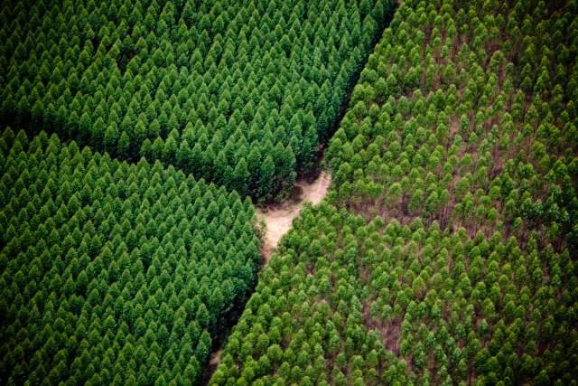 F&aacute;brica de celulose abre vagas em tr&ecirc;s cidades de MS