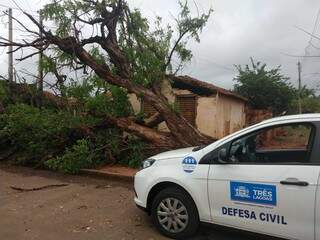 Queda de árvore danificou estrutura de uma residência (Foto: Divulgação)