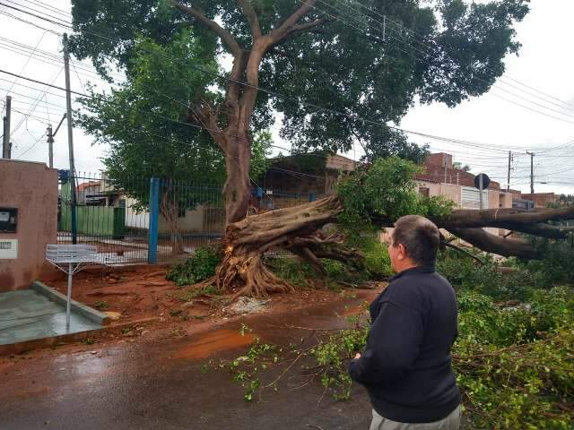 Domingo tem opera&ccedil;&atilde;o para retirar &aacute;rvores e postes derrubados pela chuva