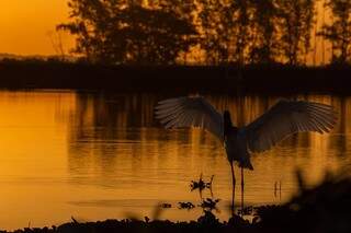 Tuiuiú, considerada a ave símbolo do Pantanal, na margem do rio. (Foto: Edir Alves)