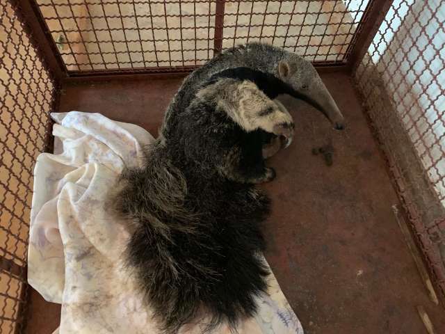 Filhote de tamandu&aacute; abandonado pela m&atilde;e &eacute; resgatado em canavial
