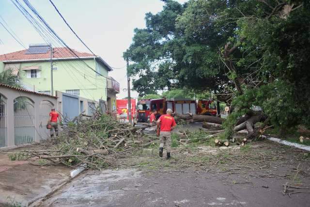&Aacute;rvore ca&iacute;da mobiliza duas equipes de bombeiros para liberar via