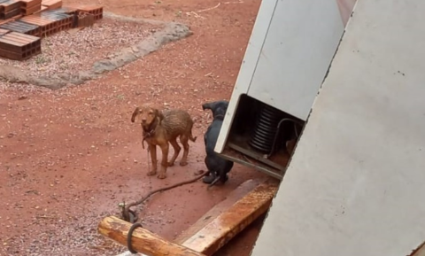 Dois homens são presos por deixar 7 cachorros tomando chuva e sem alimentação