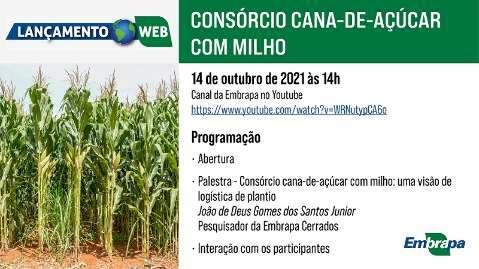 Consórcio cana e milho: tecnologia será lançada na quinta-feira