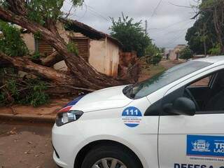 Árvore caída durante temporal do fim de semana (Foto/Divulgação)