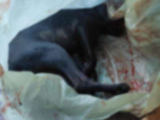 Jovem &eacute; preso ap&oacute;s arrastar cachorro e deixar animal morrer atropelado 